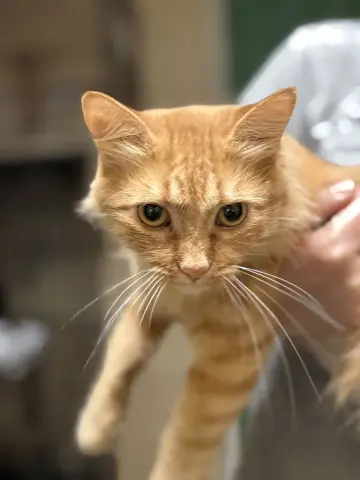 Jesabell thumbnail 2