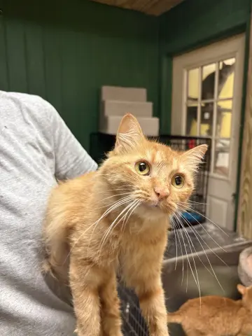 Jesabell thumbnail 3