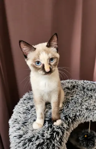 Gracie