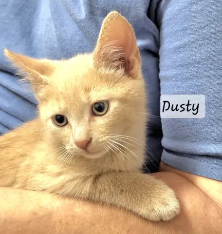 Dusty