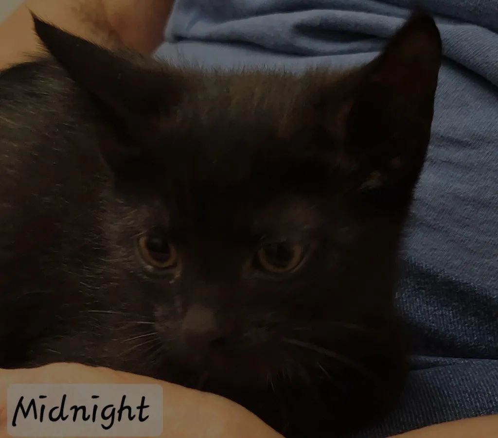 Midnight - Photo 1