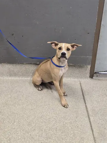 Cora