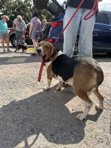 Stingray thumbnail 4