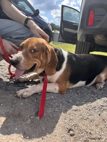 Stingray thumbnail 5