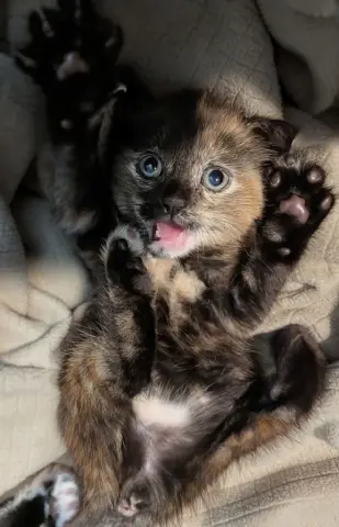 Nutmeg