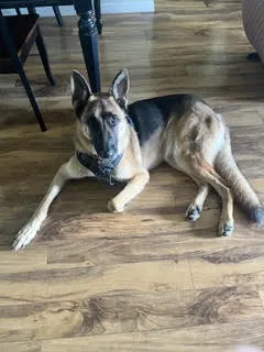 Max - Photo 1