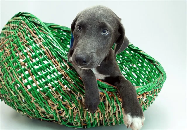 Bennie - Photo 1