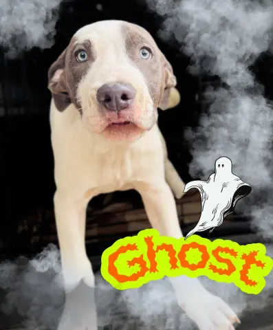Ghost