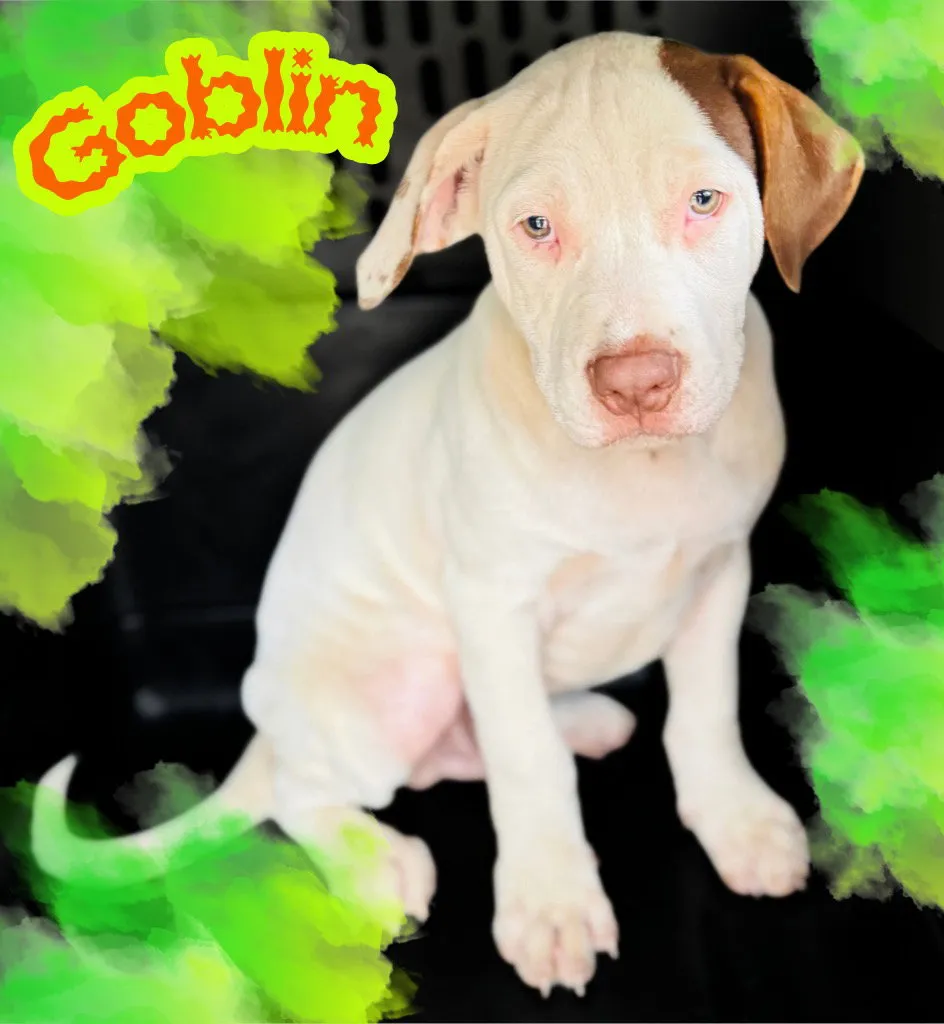 Goblin - Photo 1