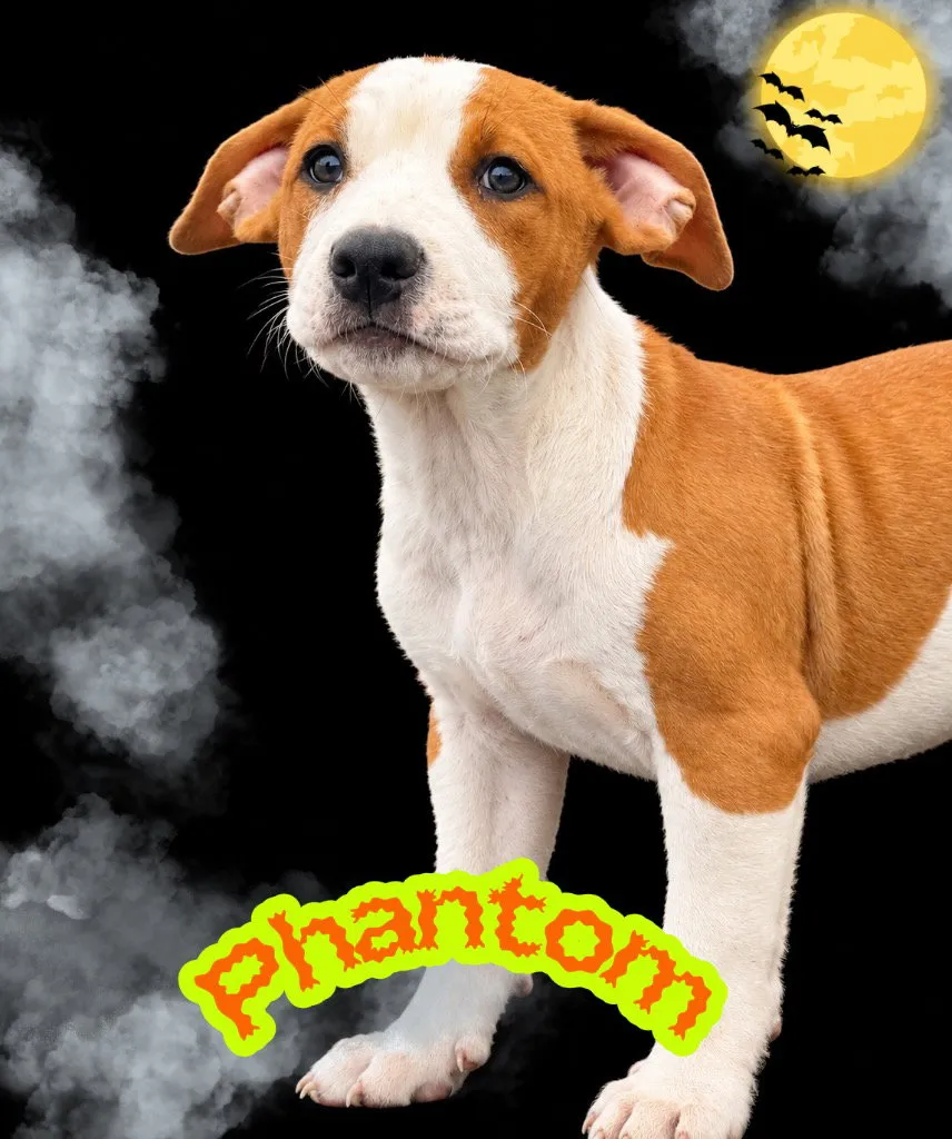 Phantom - Photo 1