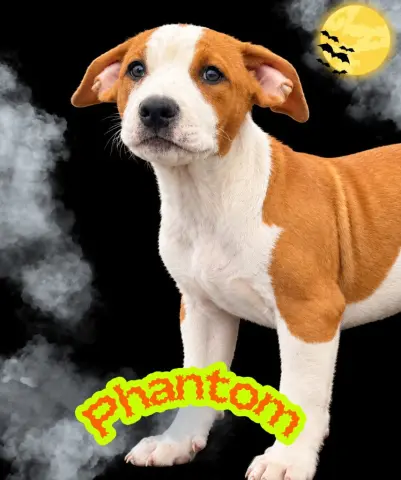 Phantom