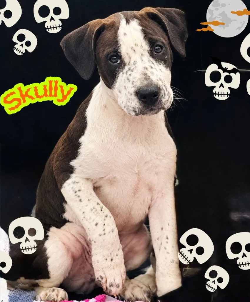 Skully - Photo 1