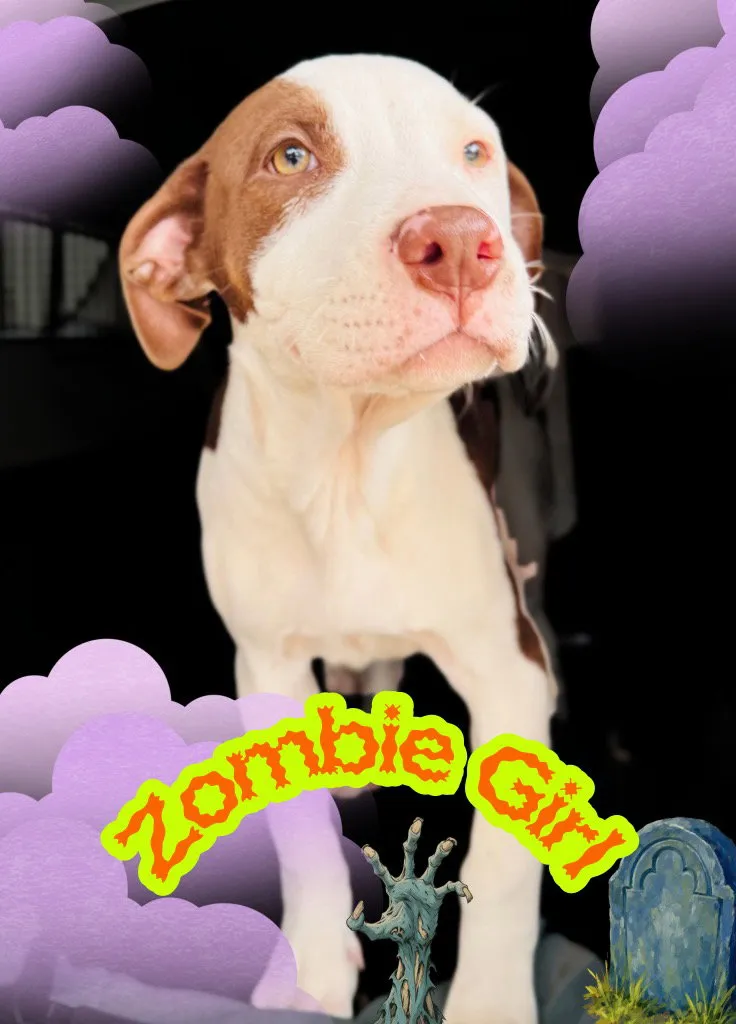 Zombie Girl - Photo 1