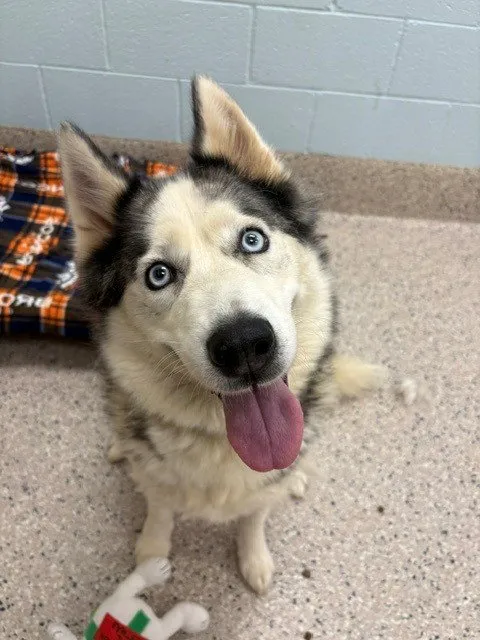 Luna - Photo 1