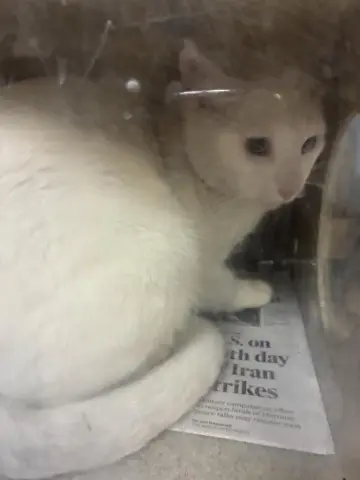 Whiskers