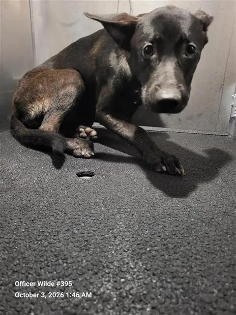 Luna - Photo 1