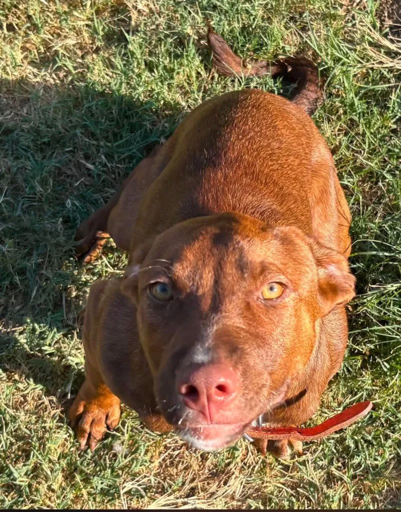 Cinnamon - Photo 1