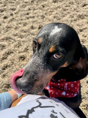 Sassafras thumbnail 2