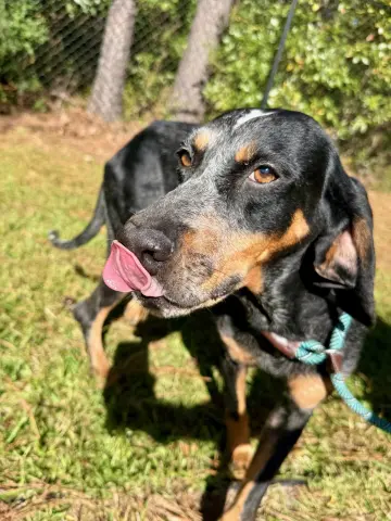 Sassafras thumbnail 3