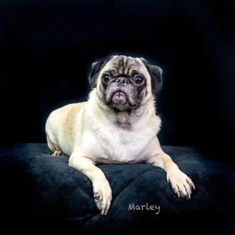 Marley
