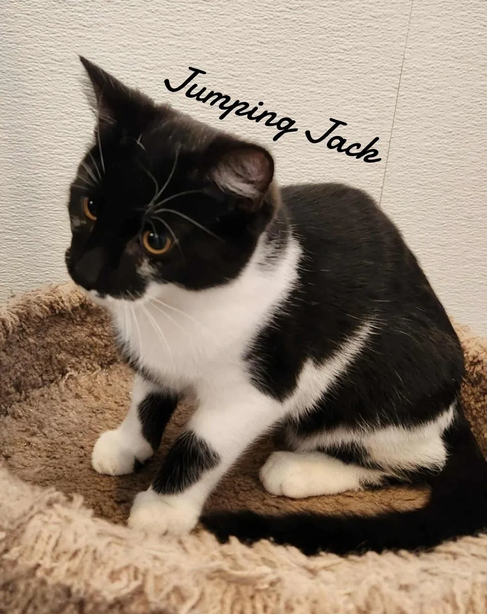 Jumping Jack - Photo 2