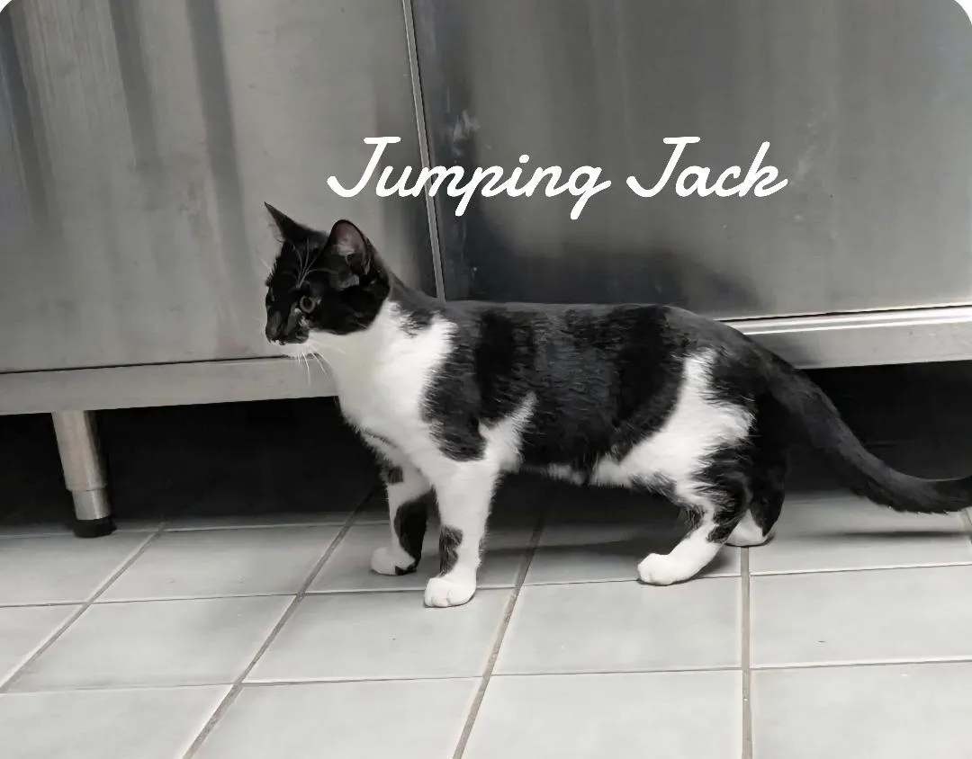 Jumping Jack - Photo 4