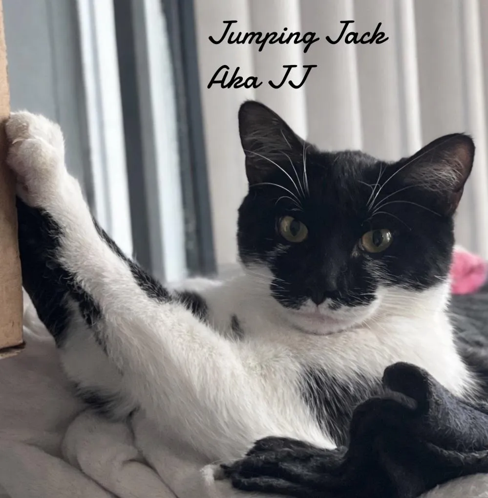 Jumping Jack - Photo 5