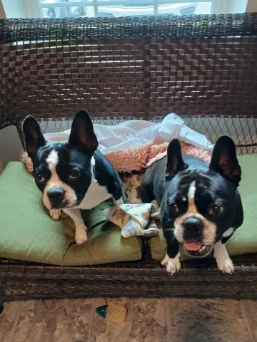 Spike and Jet