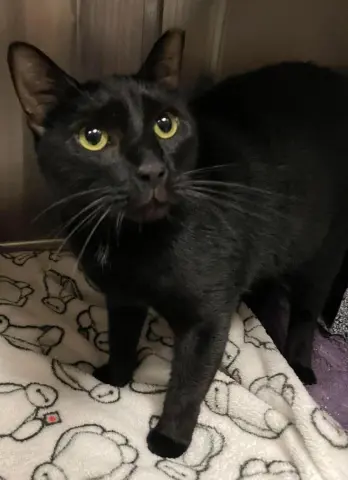 Loki