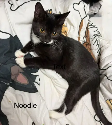 Noodle
