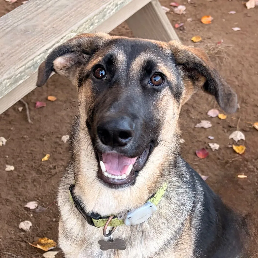 Moxey - Photo 1