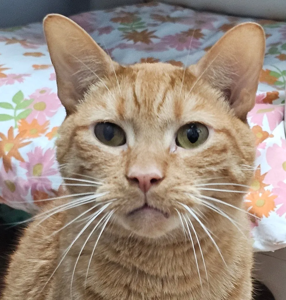 Adopt Valentine — Mixed in Lovingston, VA | Puplister