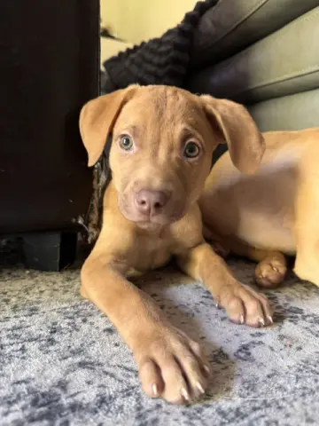 Jasper