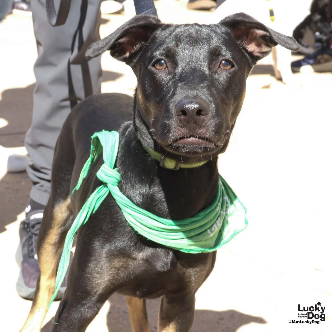 Blackie - Photo 1