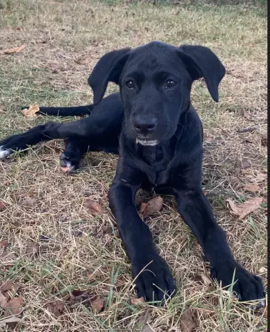 Lila