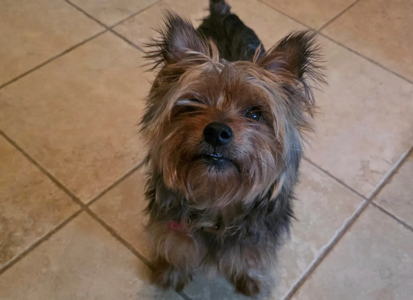 Lexi - Photo 1