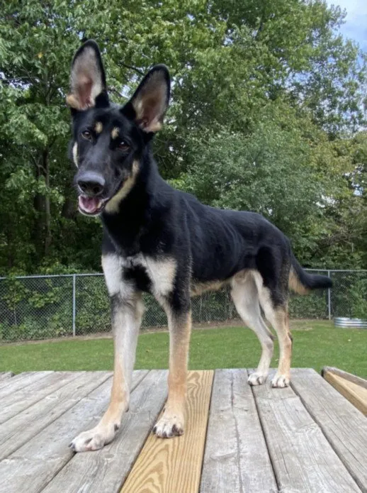 Odin - Photo 1