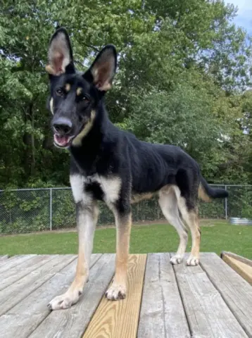 Odin
