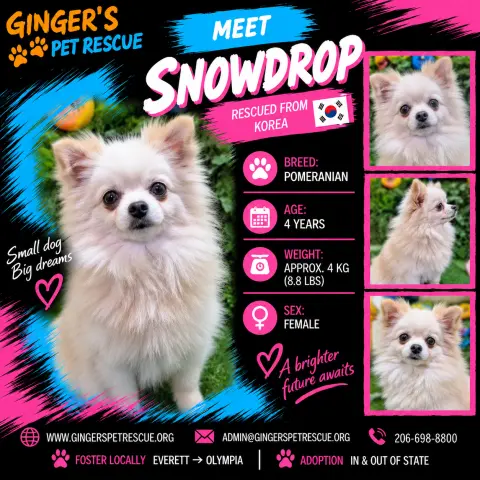 Snowdrop