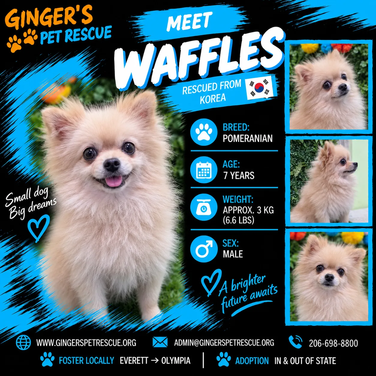 Waffles - Photo 1