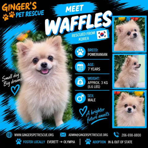 Waffles