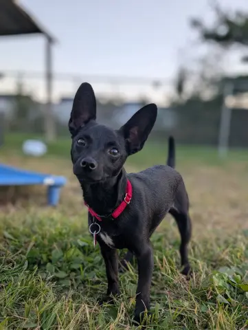 Chili