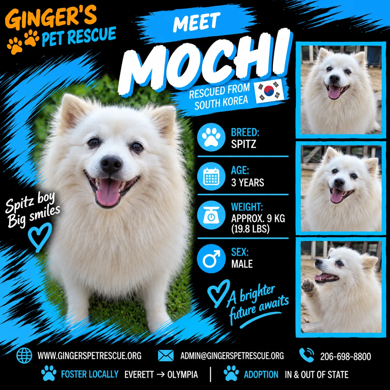 Mochi - Photo 1