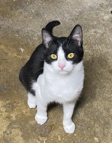 Melvin