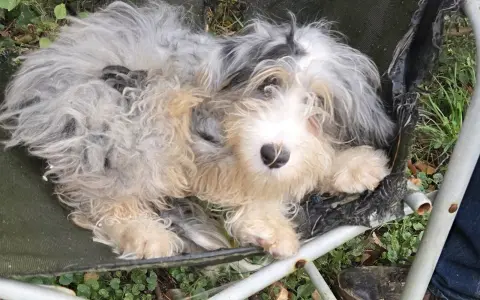 Mini Bernadoodle