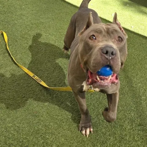 Lala