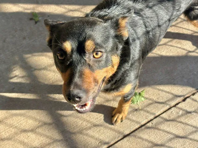 Rocky - Photo 1