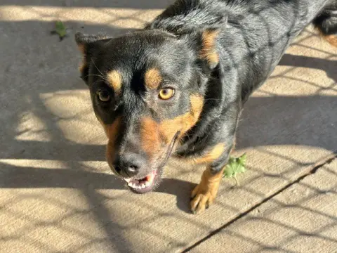 Rocky