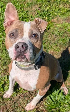 Bubba - Photo 1