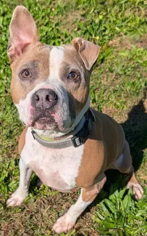 Bubba